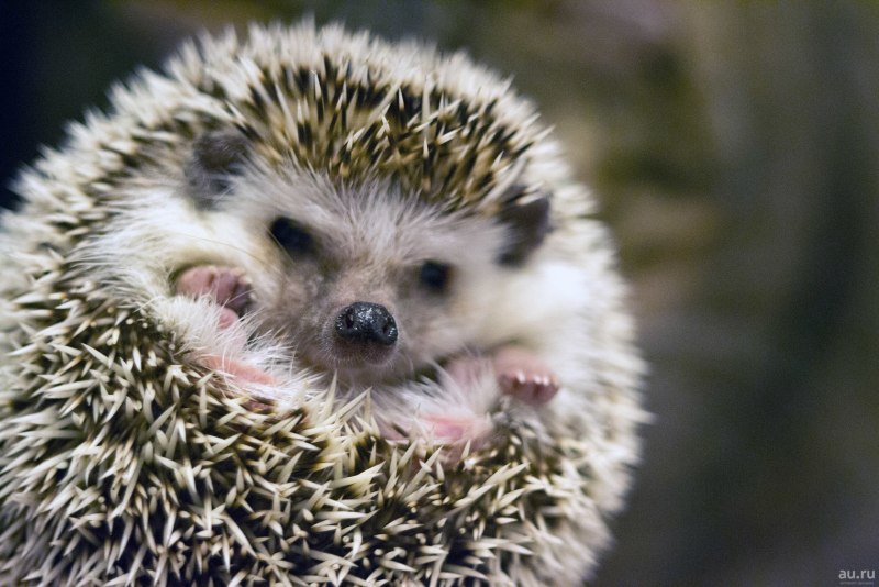 Даурский ёж