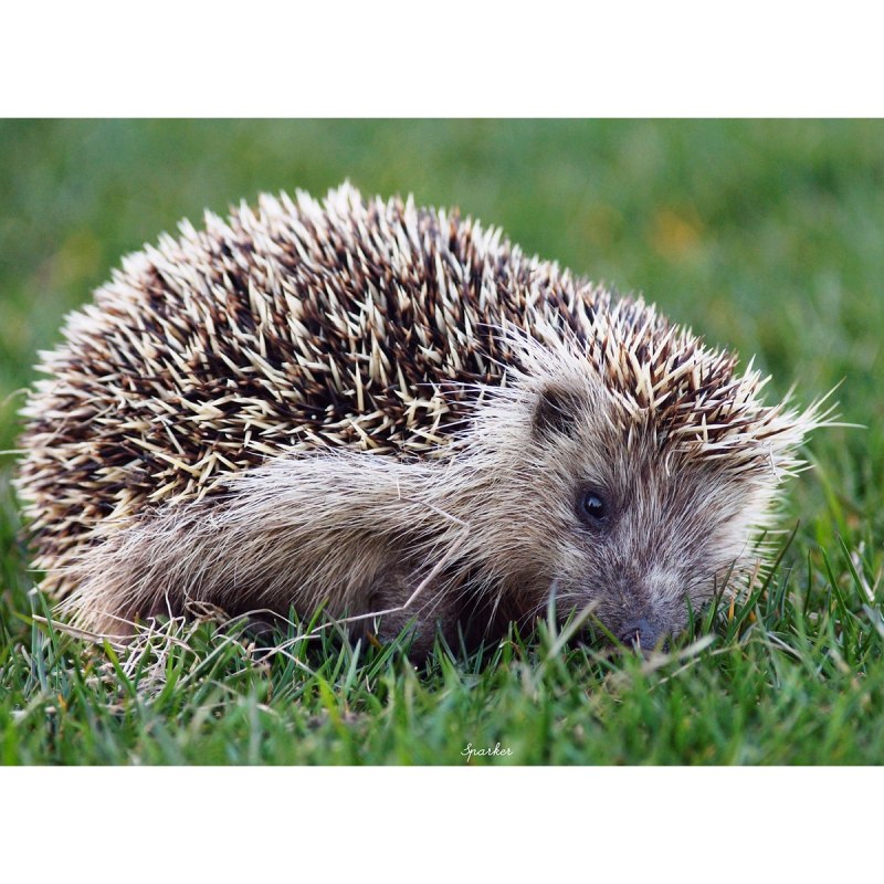 Еж обыкновенный Лесной