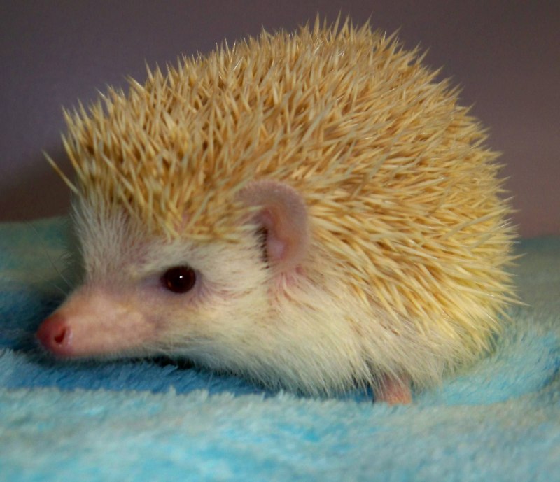 Африканский Ежик Априкот
