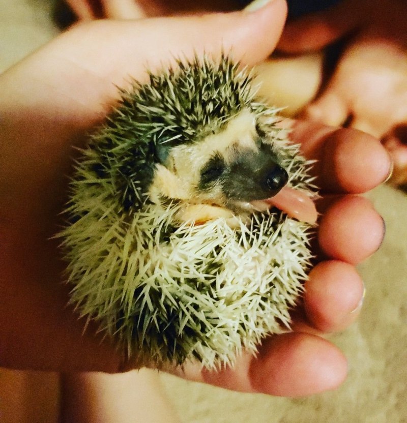 Декоративное растение Ежик