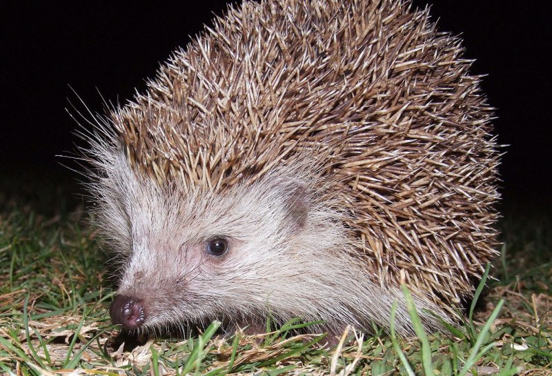 Гладкий Ежик