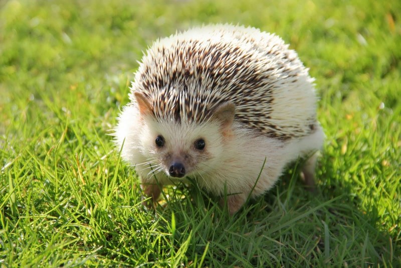 Декоративный Ежик