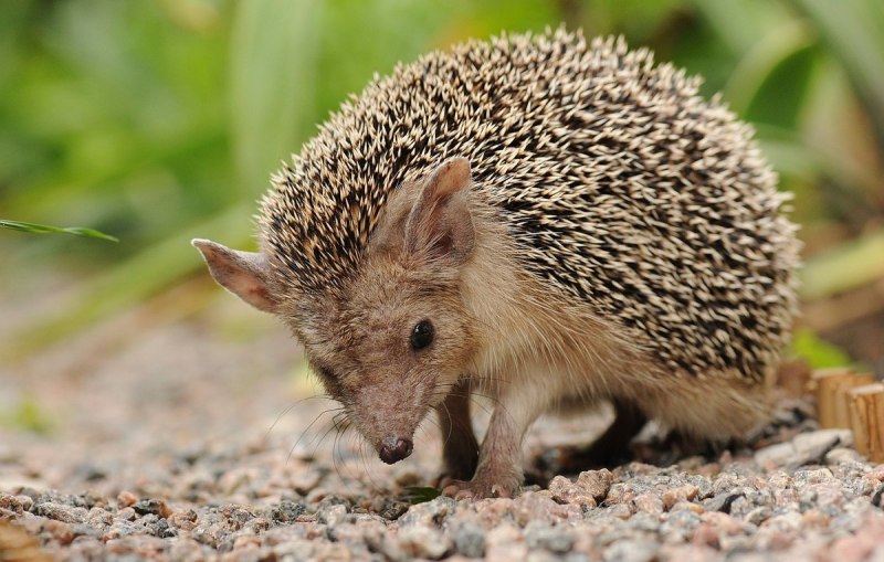 Еж обыкновенный питается