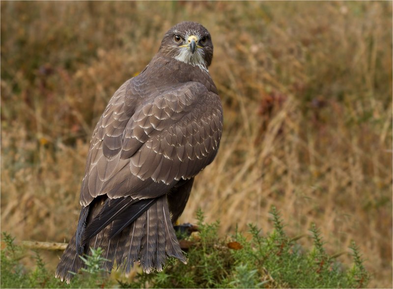 Ястреб канюк