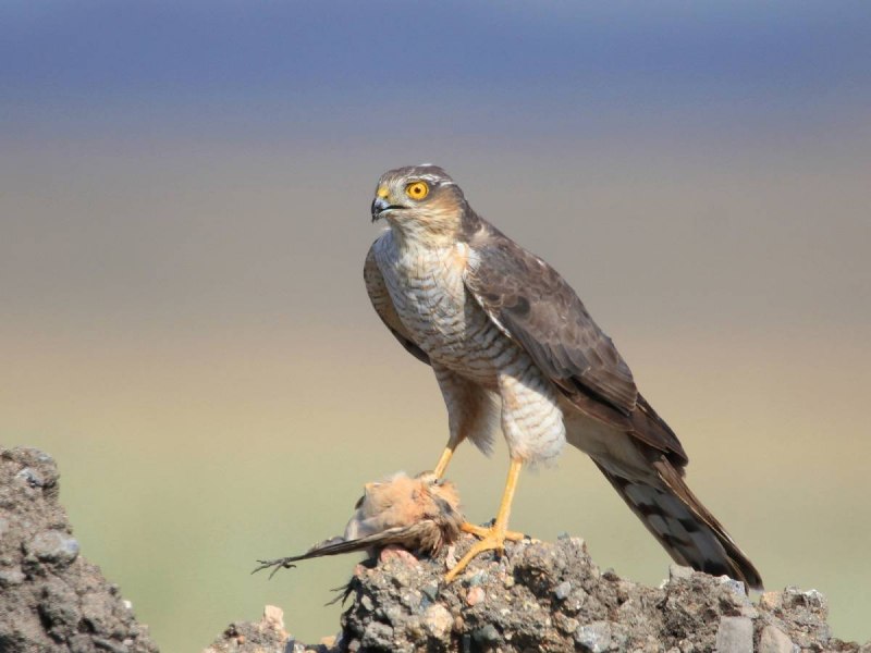 Степные Хищные птицы Казахстана