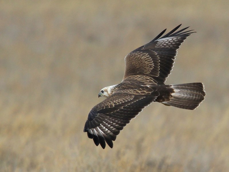 Курганник Степной