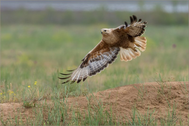 Орел курганник