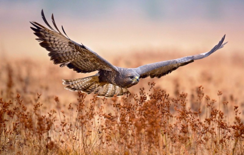 Сокол канюк охота