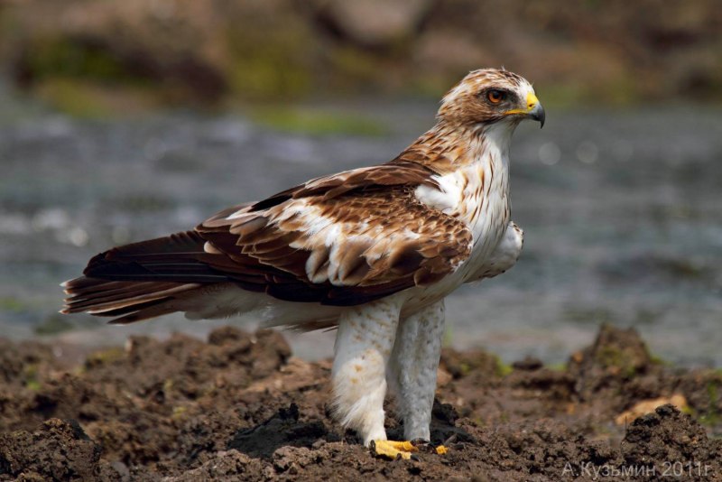 Обыкновенный канюк Buteo Buteo