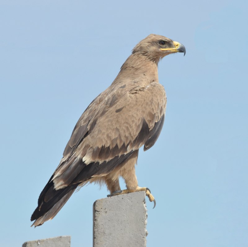 Мадагаскарский Змееяд