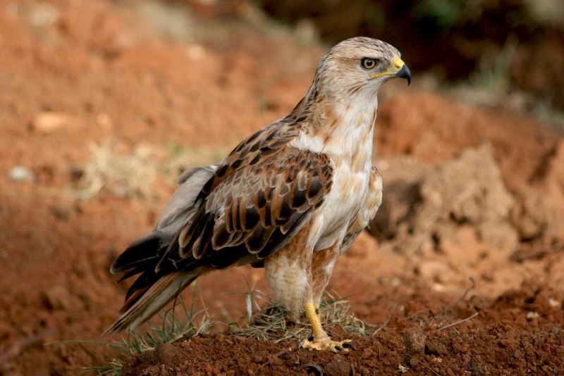 Хищная птица курганник