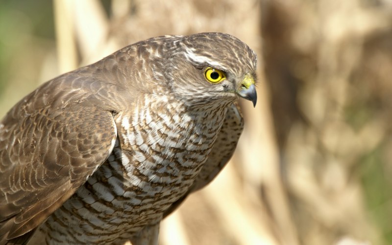 Крымский ястреб-тетеревятник