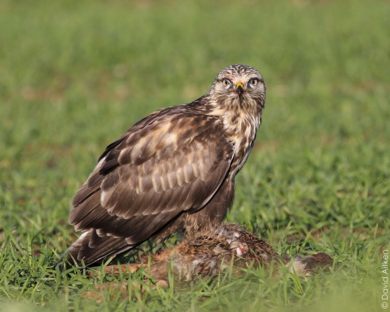 Маврикийская пустельга