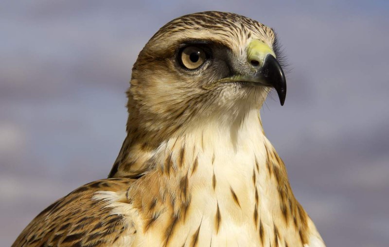 Беркут ястреб Коршун