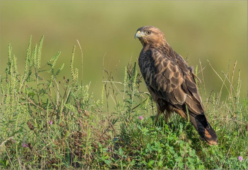 Канюк Сарыч обыкновенный