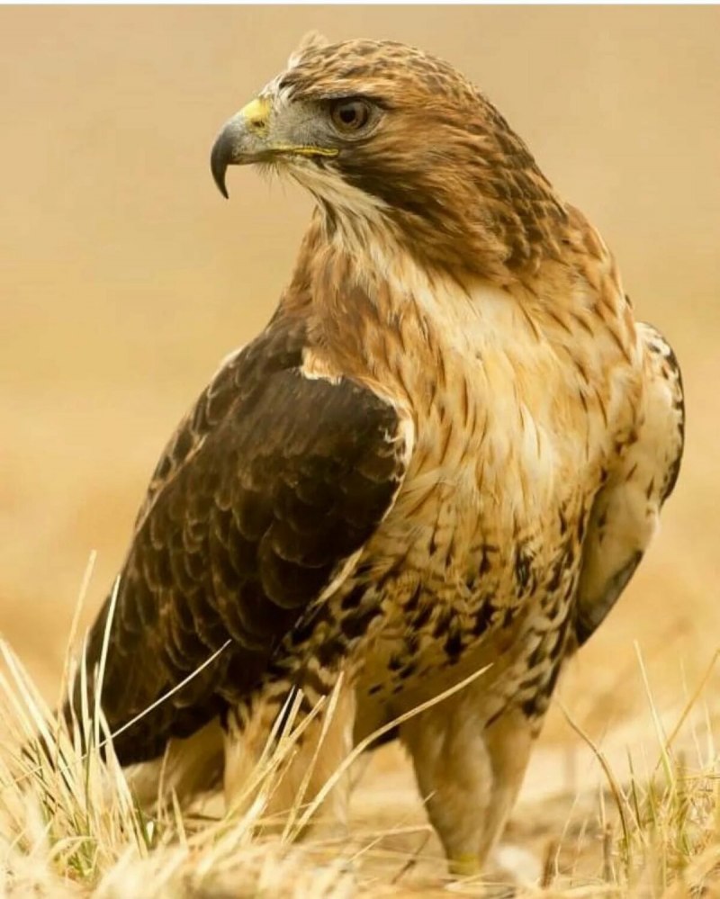 Черногрудый канюковый Коршун