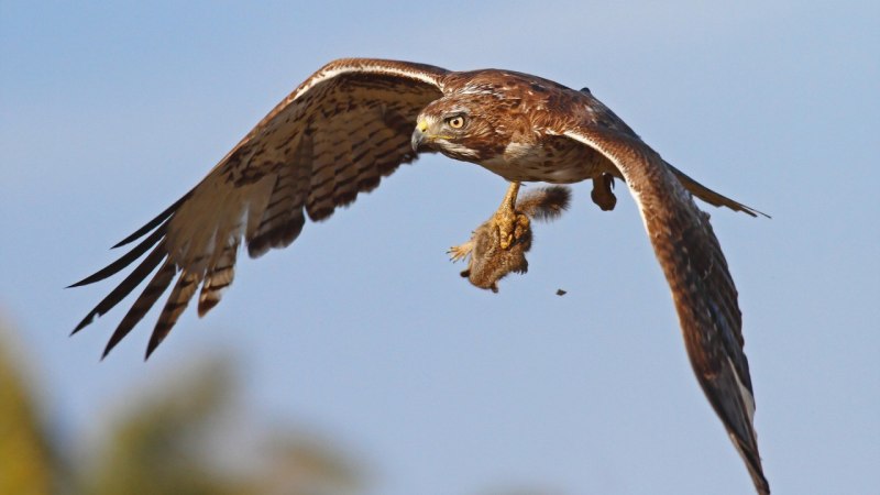 Хищные птицы Степной Орел