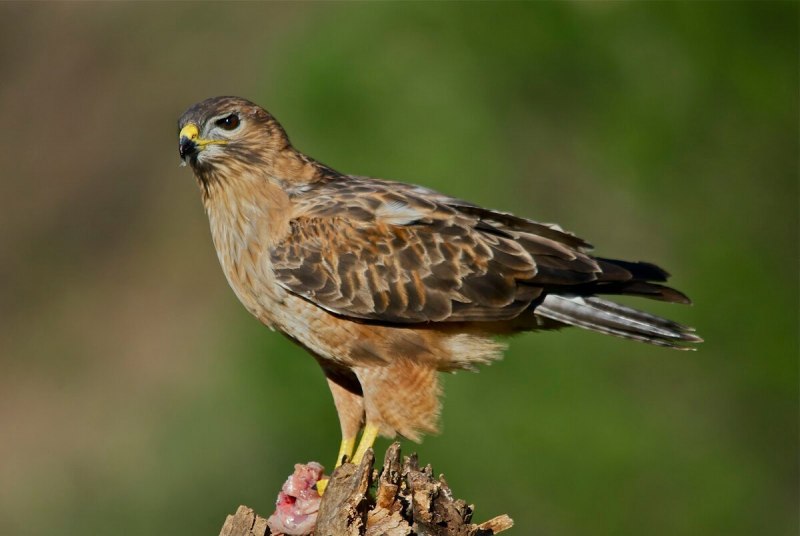 Канюк Сарыч обыкновенный