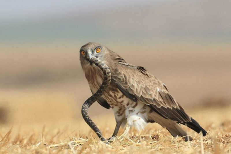 Змееяд красная книга