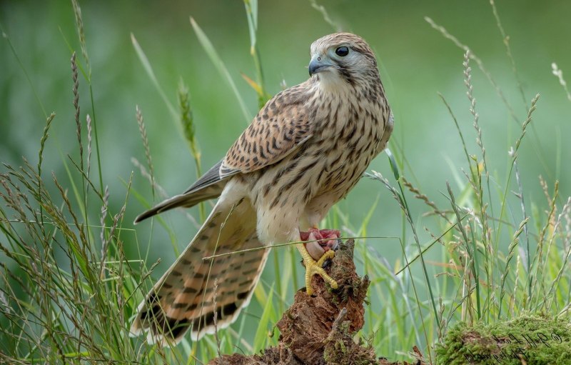 Ястреб канюк