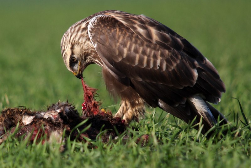 Канюк Зимняк