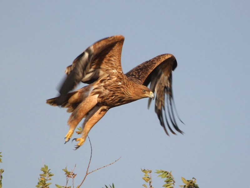 Черный Коршун Milvus Migrans