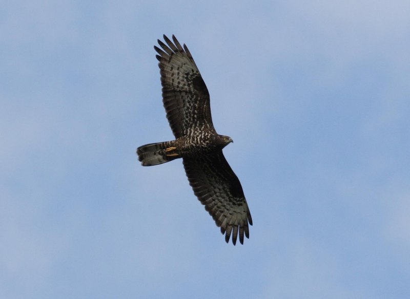 Степной Орел и Беркут