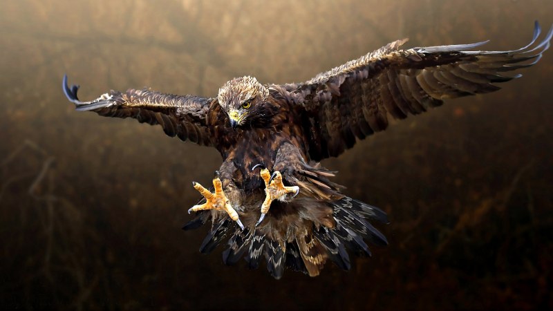 Сокол Сапсан ястреб Коршун