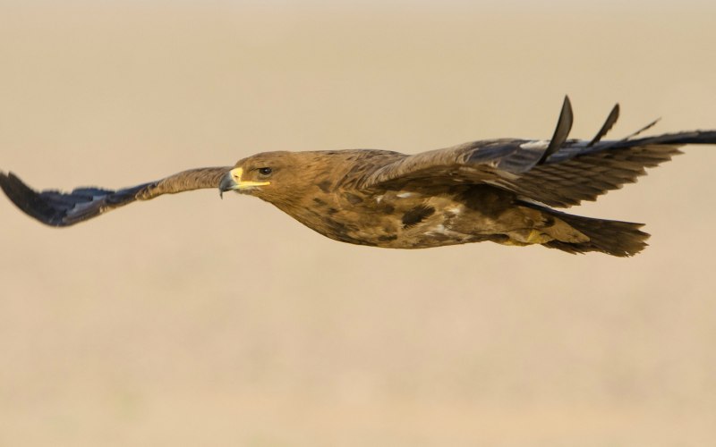 Канюк Зимняк птенец