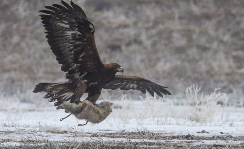 Сокол Сапсан охотится