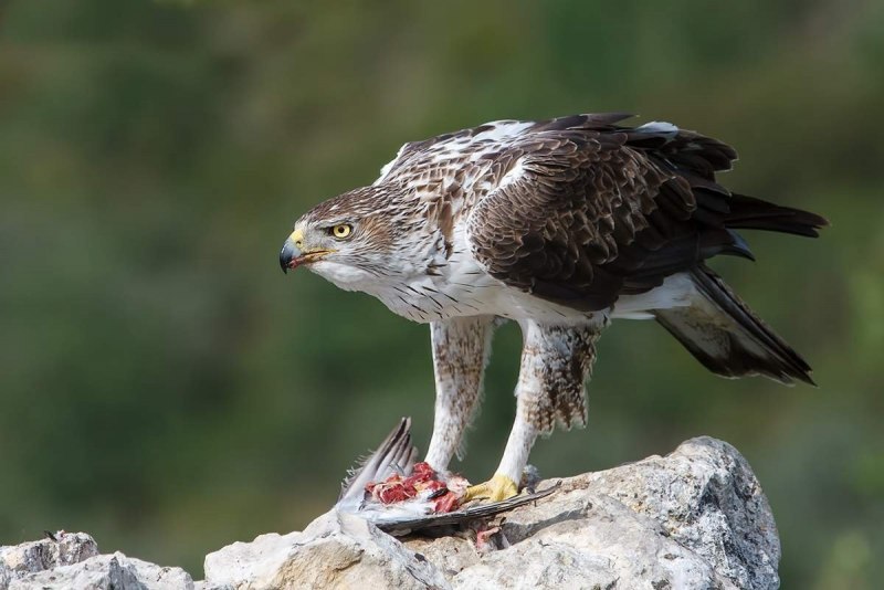 Коршун и ястреб