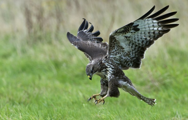 Птица Орел Беркут