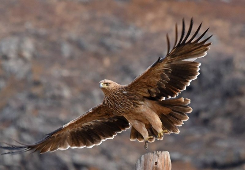 Краснохвостый канюк