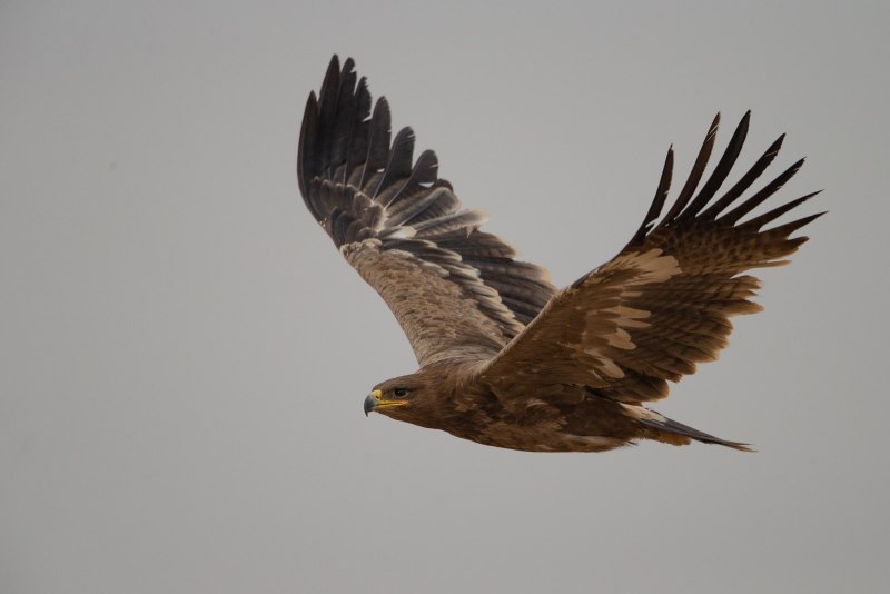 Ястребиный канюк размах крыльев