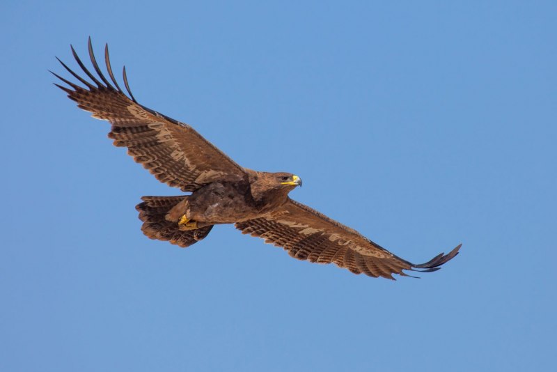 Краснохвостый канюк