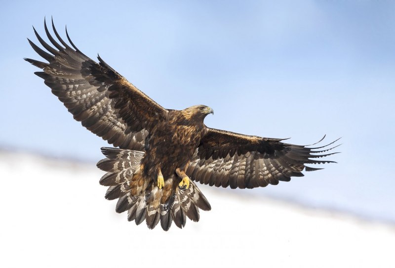 Орёл Беркут и Коршун