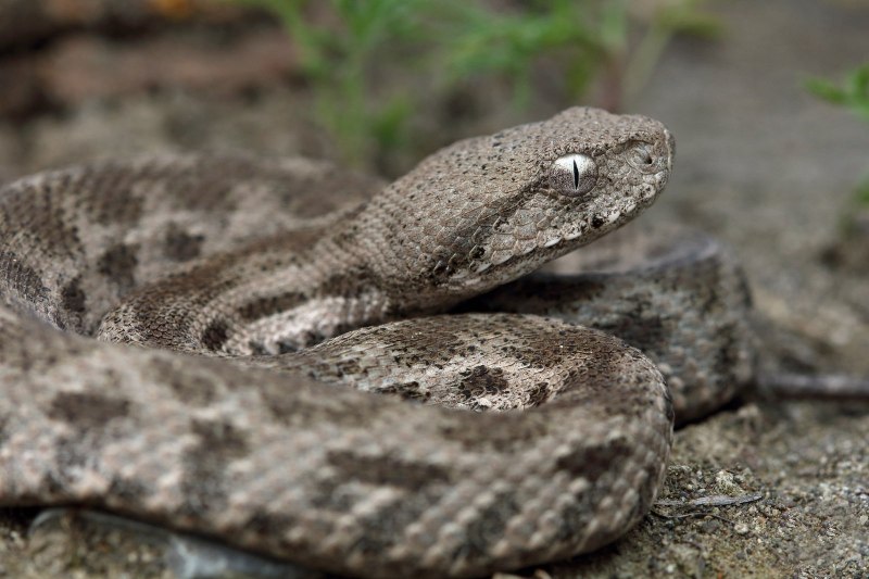 Степная гадюка