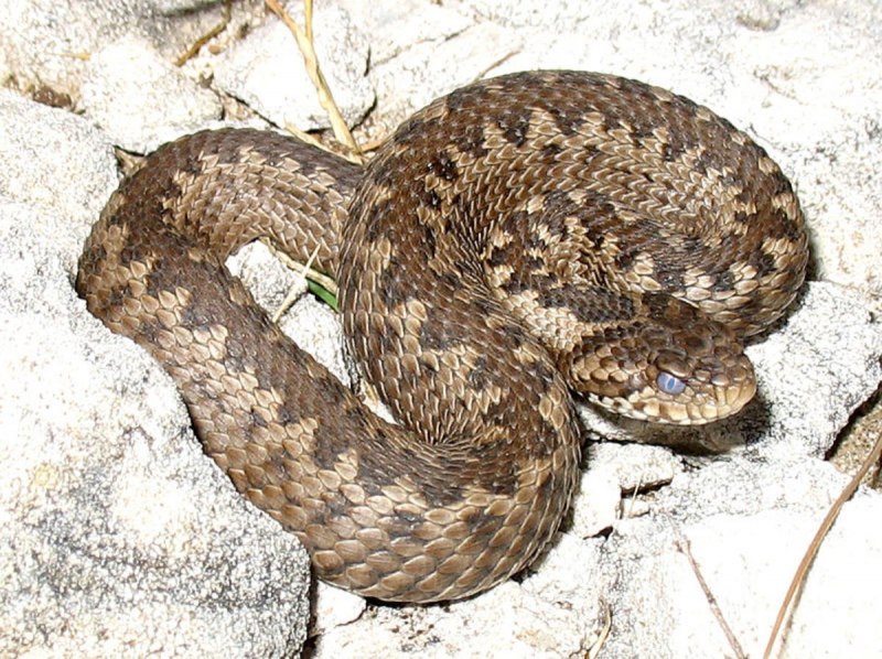 Степная гадюка (Vipera Ursini Bonaparte, 1835)