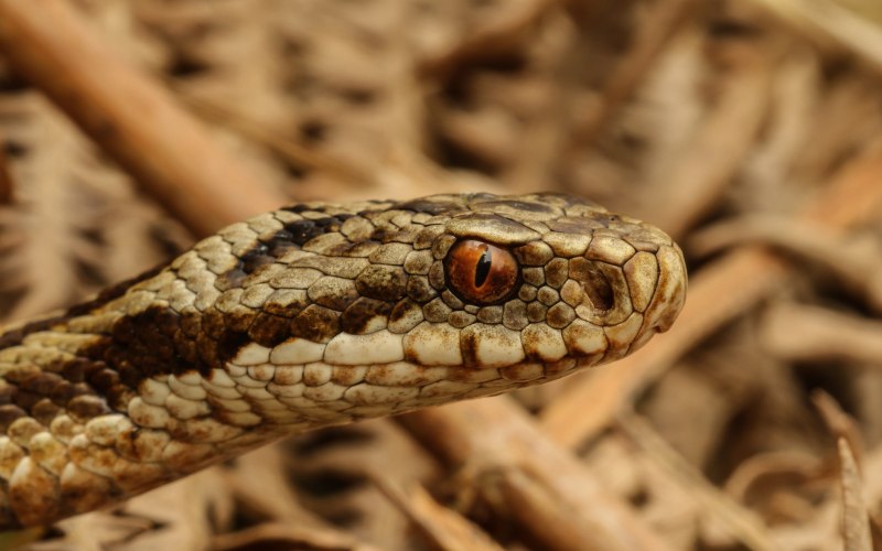 Гадюка Лесная