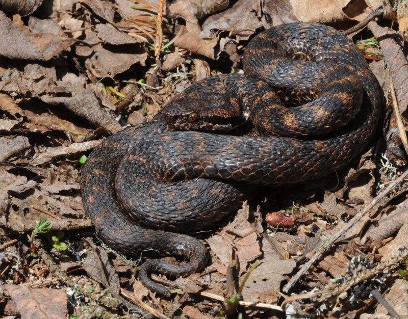 Среднеазиатская Гюрза