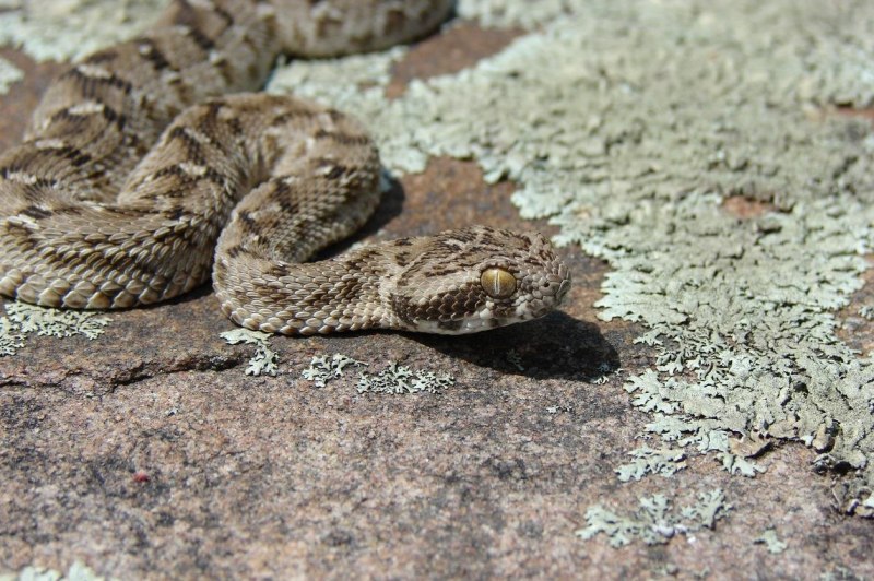 Гюрза армянская змея