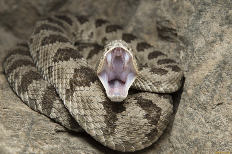 Гюрза Vipera lebetina