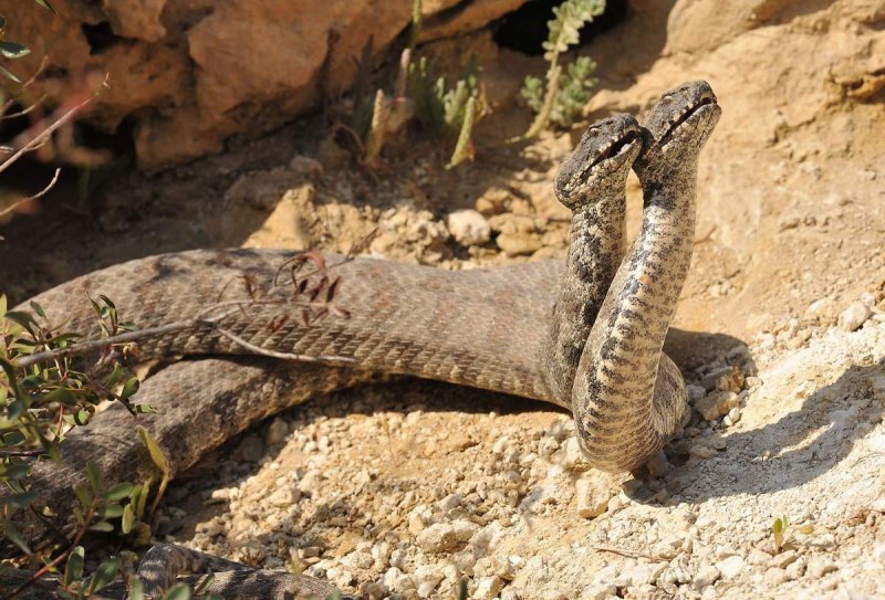 Среднеазиатская Гюрза