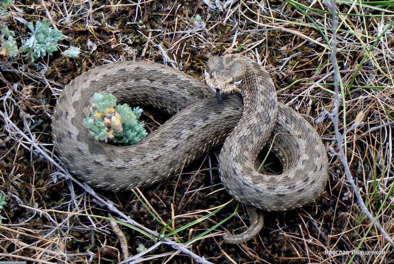 Степная гадюка Гюрза