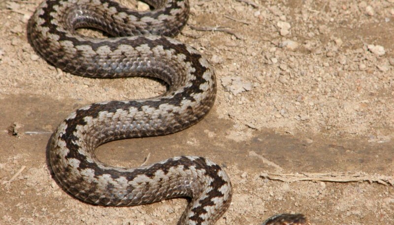 Кавказская гадюка, эскулапов полоз