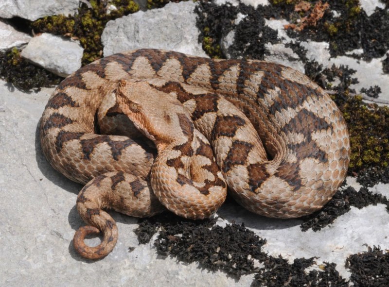 Кавказская Гюрза змея