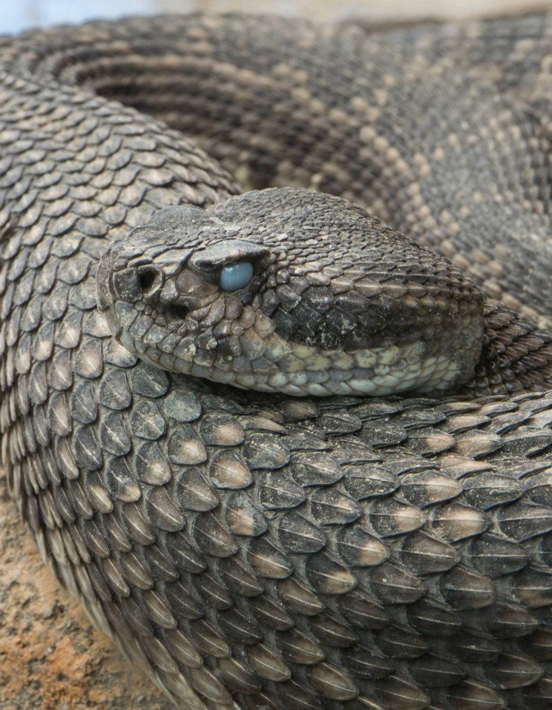 Карпатская гадюка