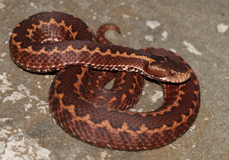 Гремучая змея Мохаве