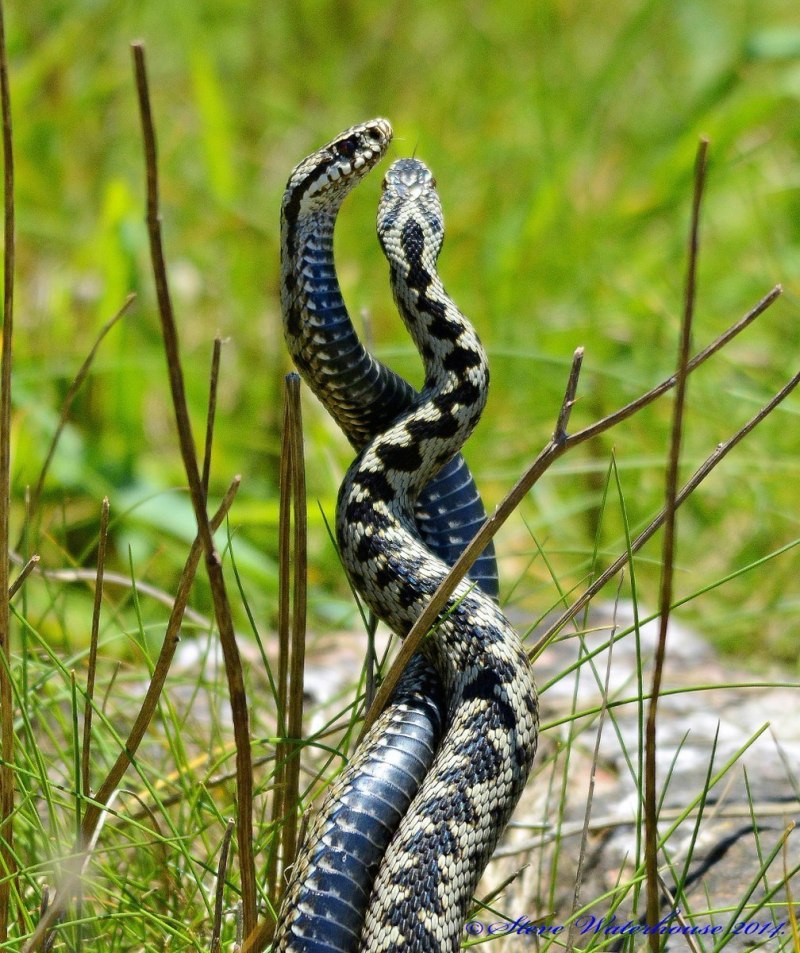 Гадюка Казнакова