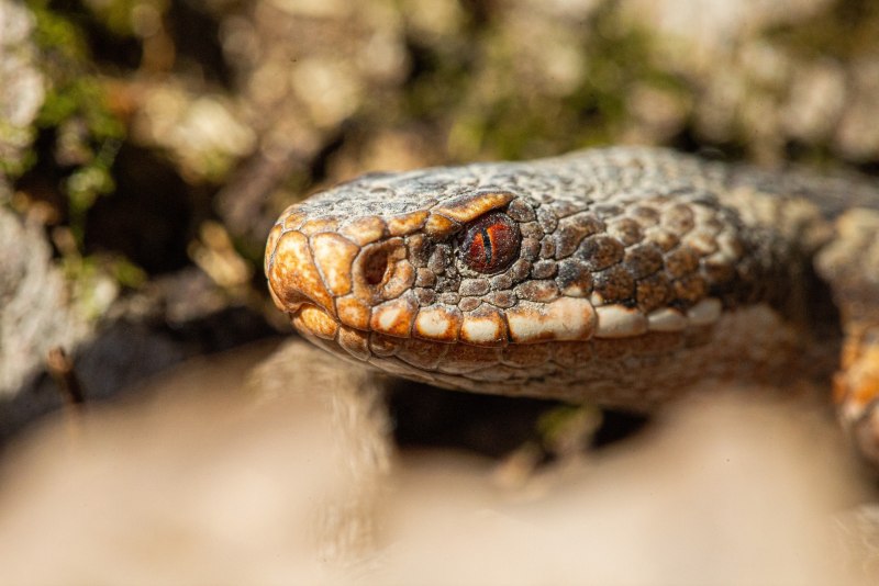Степная шахматная гадюка